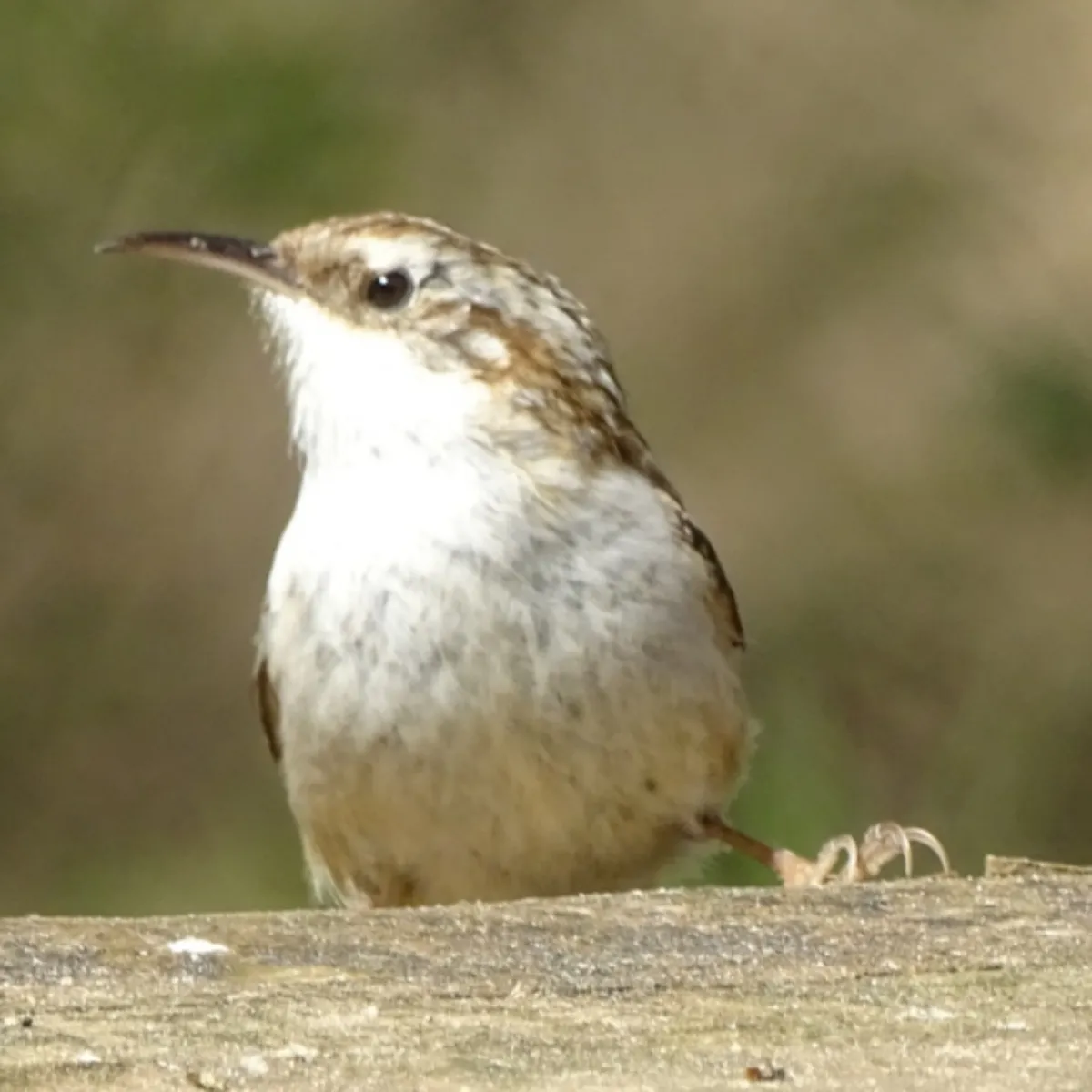 Spotted Short-toed Treecreeper