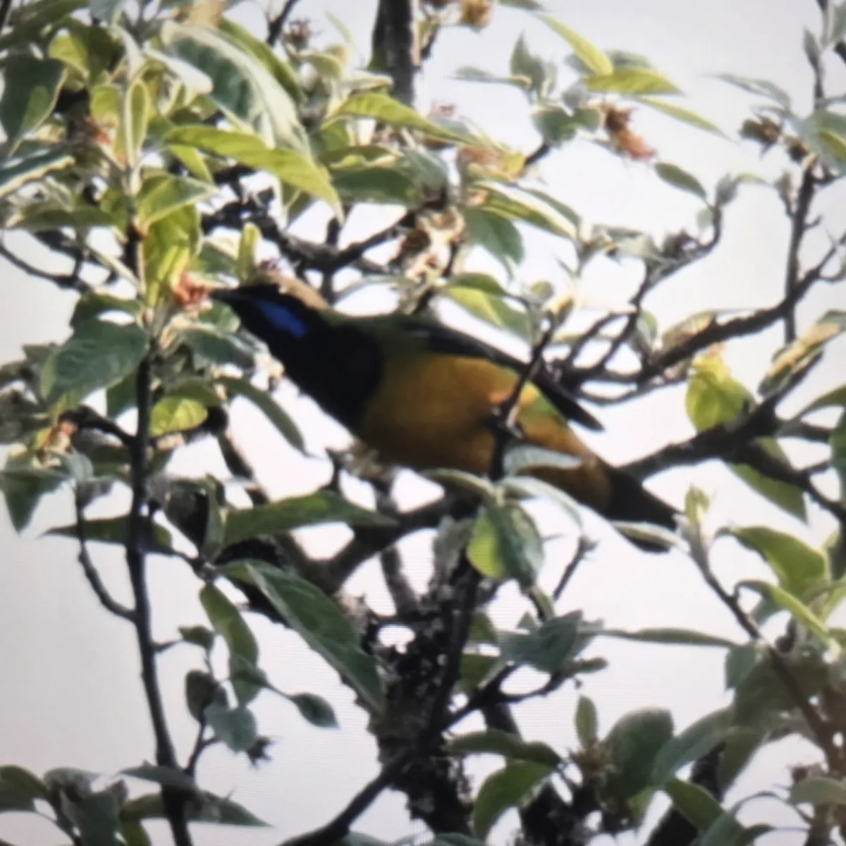 Gespotte Oranjebuikbladvogel