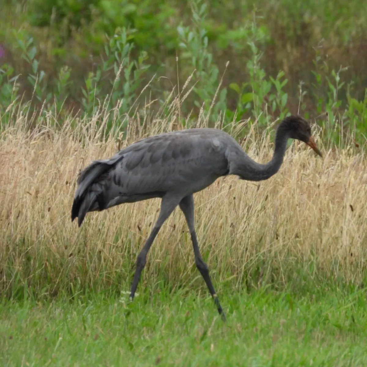 Waargenomen Kraanvogel