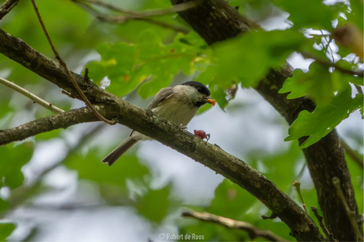 Spotted Marsh Tit