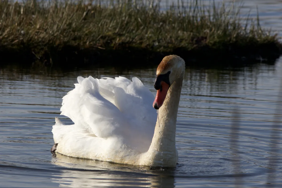 Gespotte Knobbelzwaan