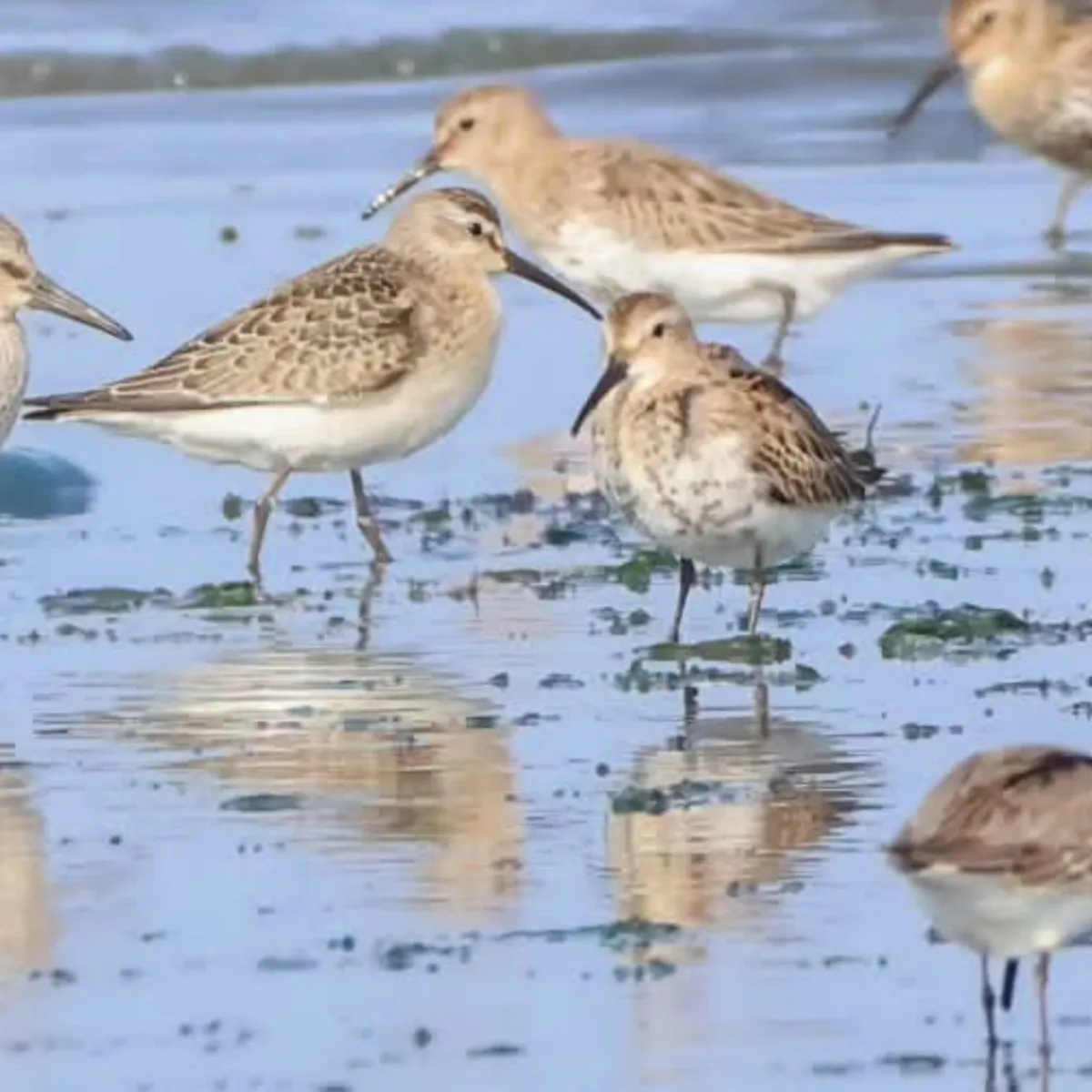 Spotted Curlew Sandpiper