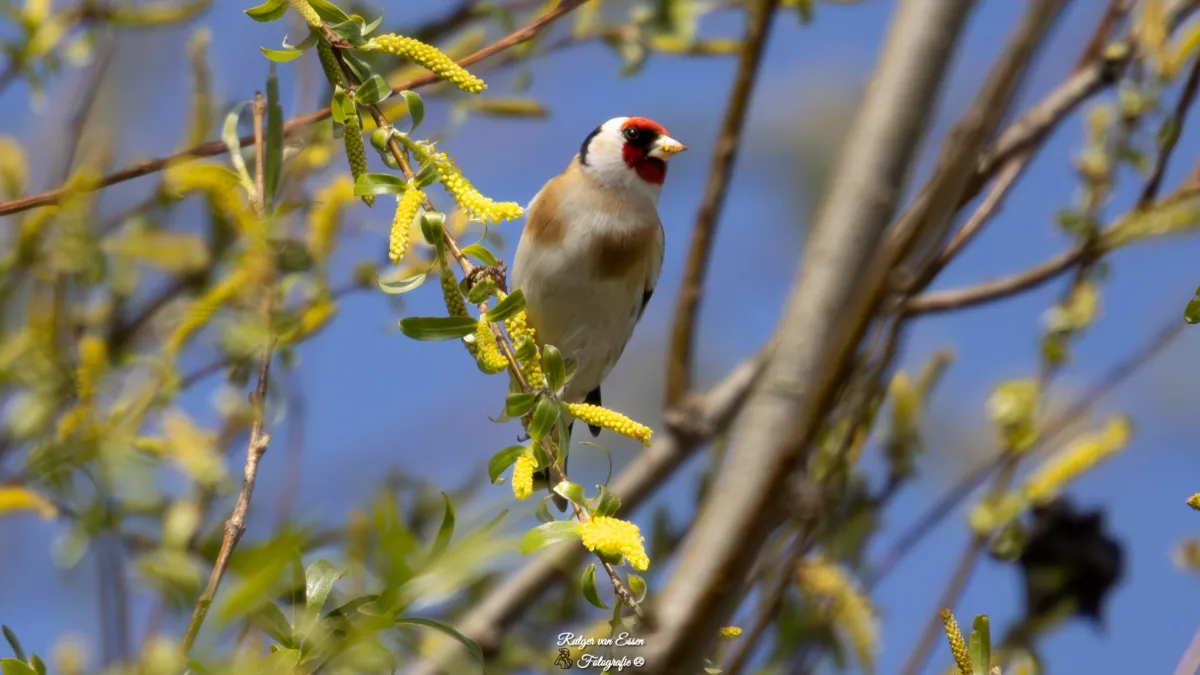 Spotted European Goldfinch