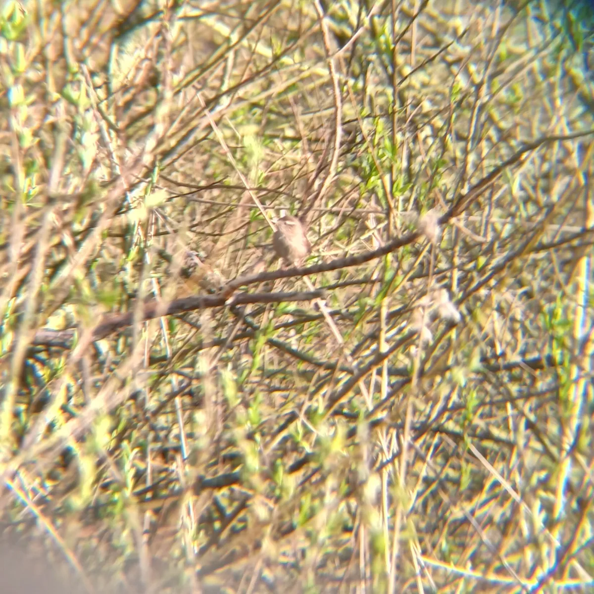 Spotted Eurasian Wren