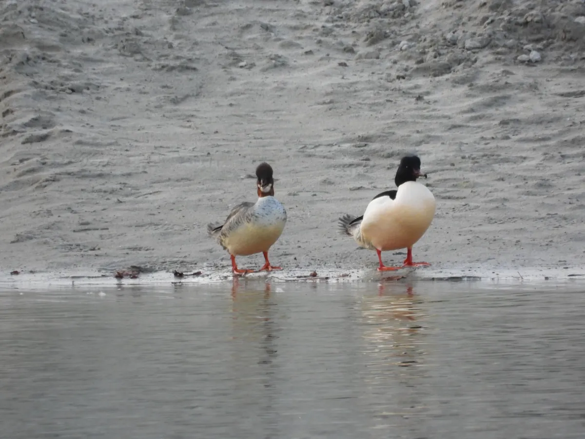 Gespotte Grote zaagbek