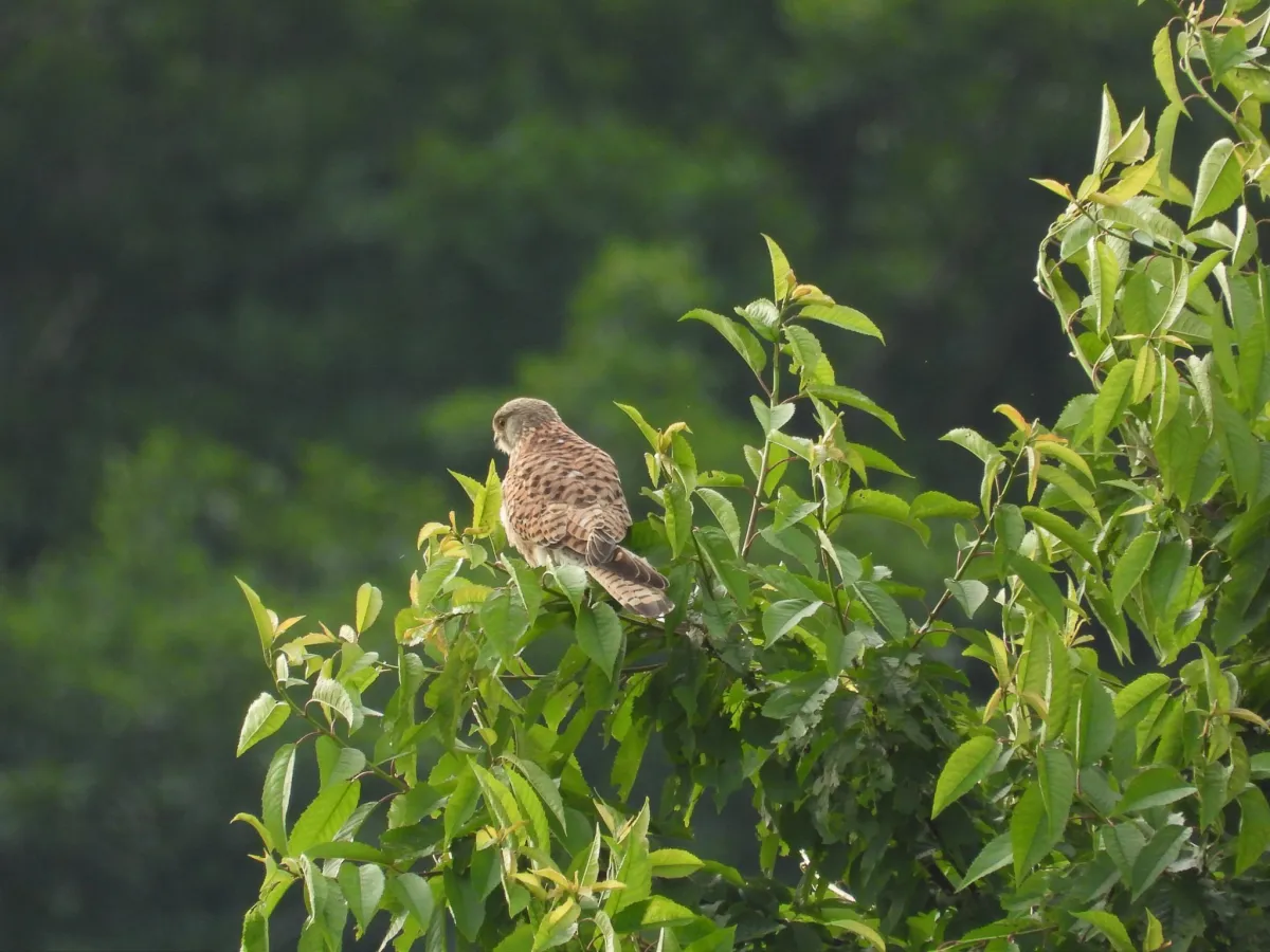 Spotted Eurasian Kestrel