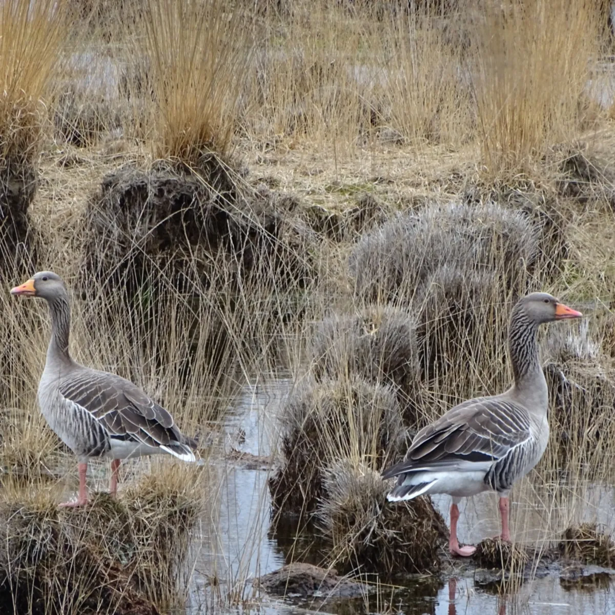 Gespotte Grauwe gans