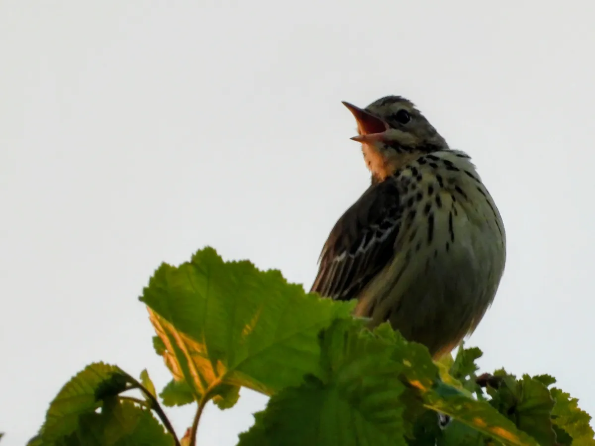 Spotted Tree Pipit
