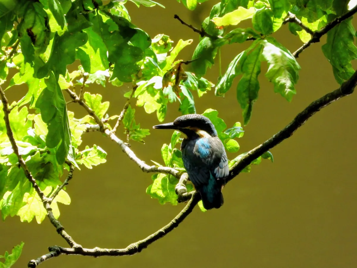 Spotted Common Kingfisher