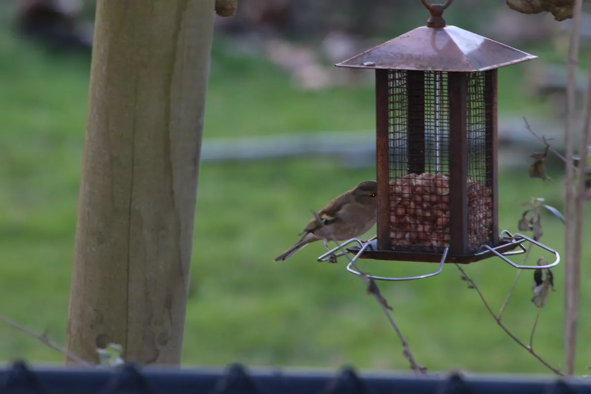 Spotted Common Chaffinch