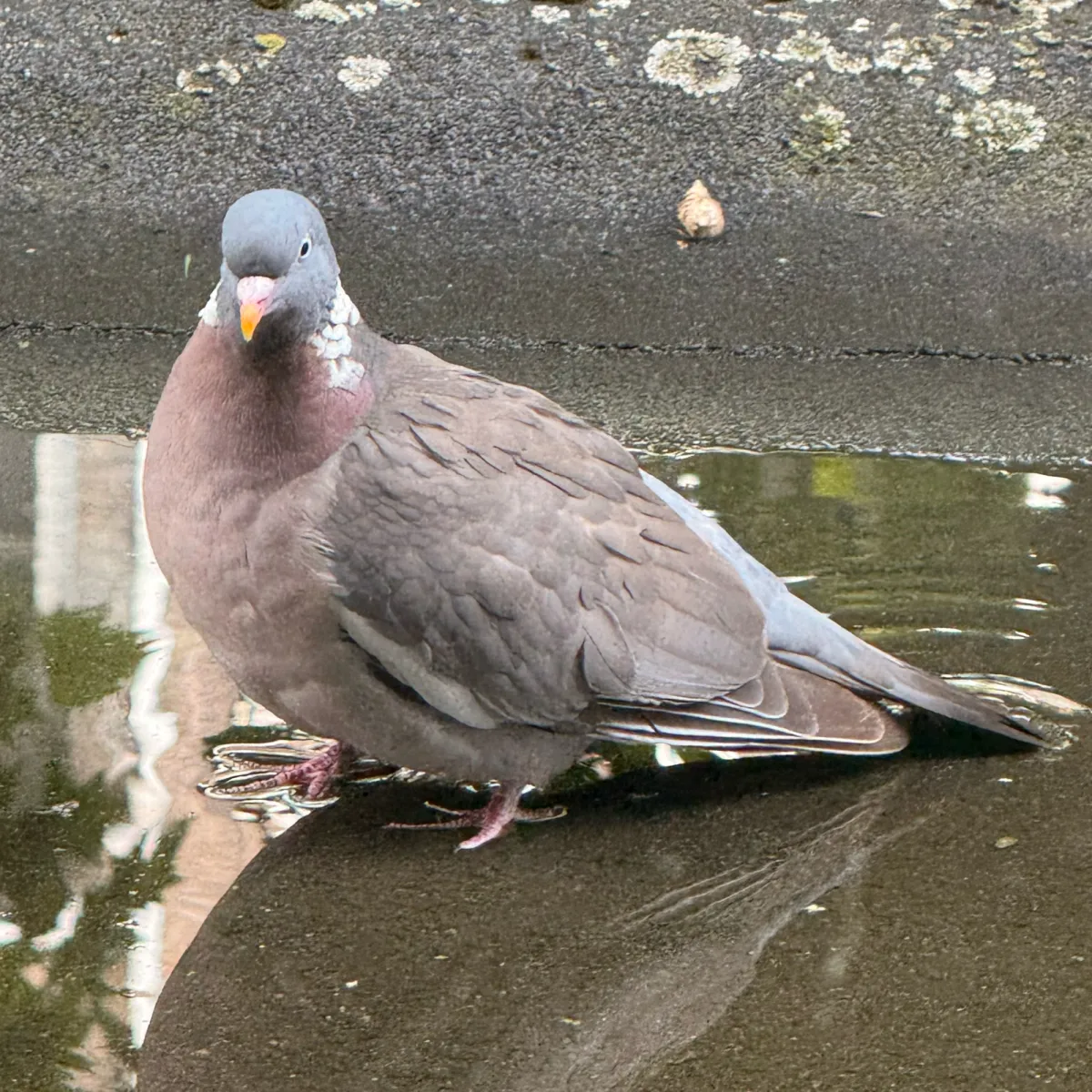 Spotted Common Wood-Pigeon