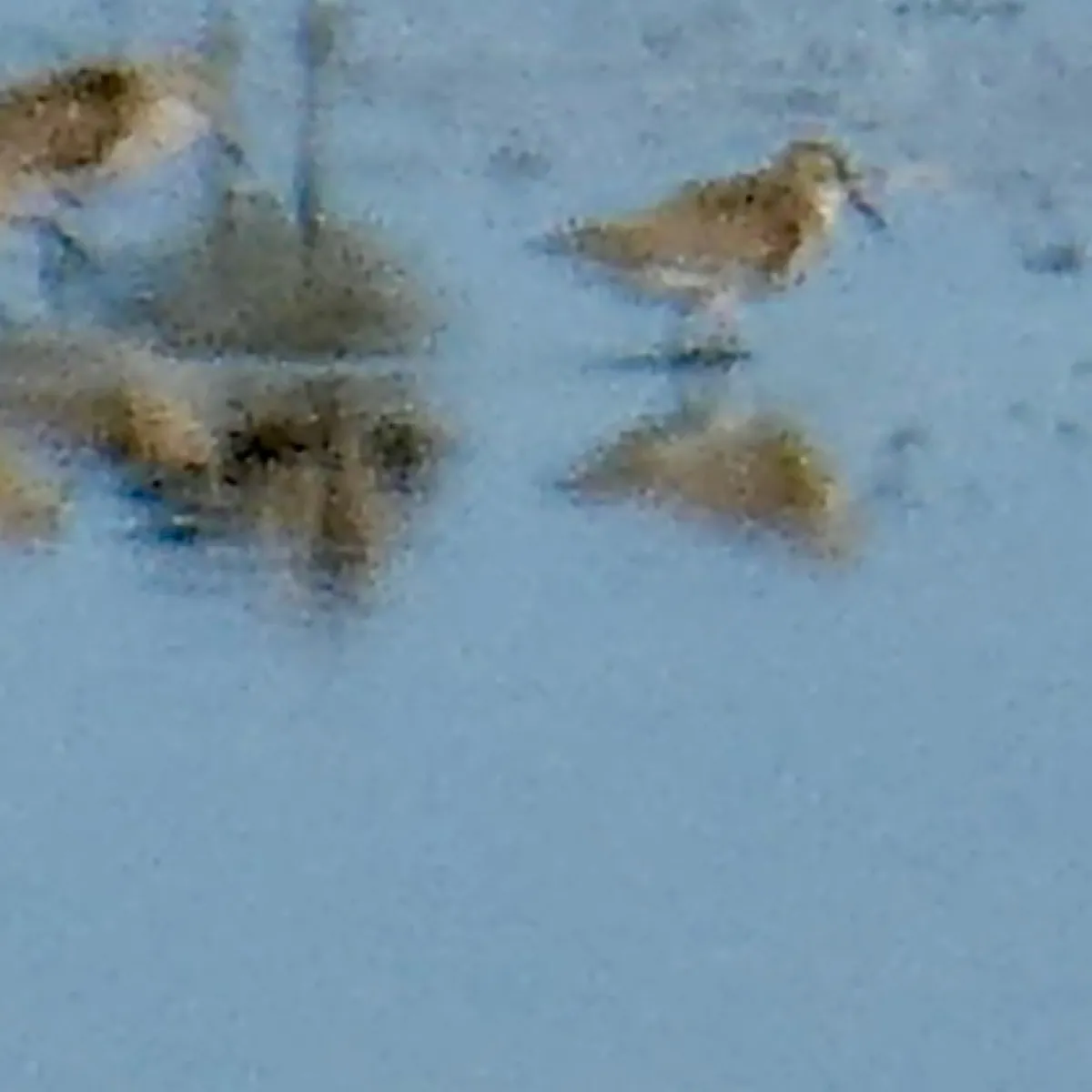 Spotted Dunlin