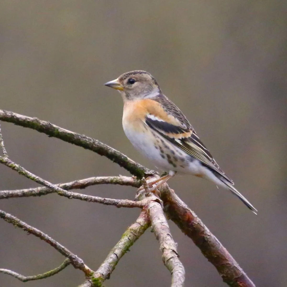 Spotted Brambling