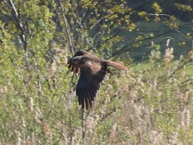 Gespotte Bruine kiekendief