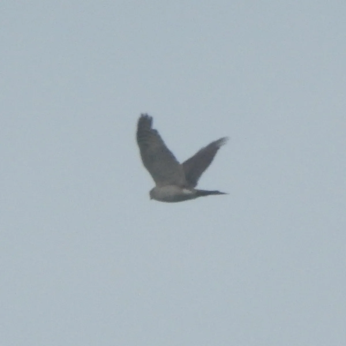 Spotted Eurasian Sparrowhawk