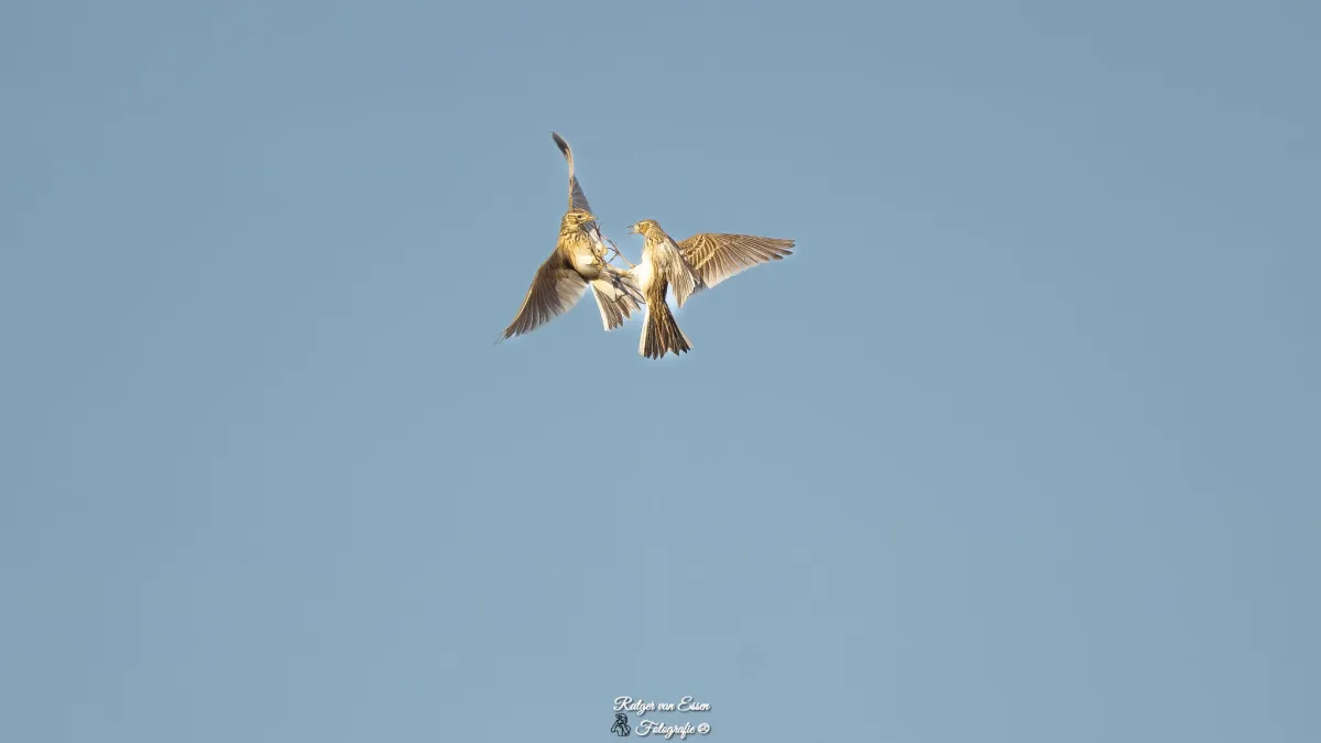 Spotted Eurasian Skylark