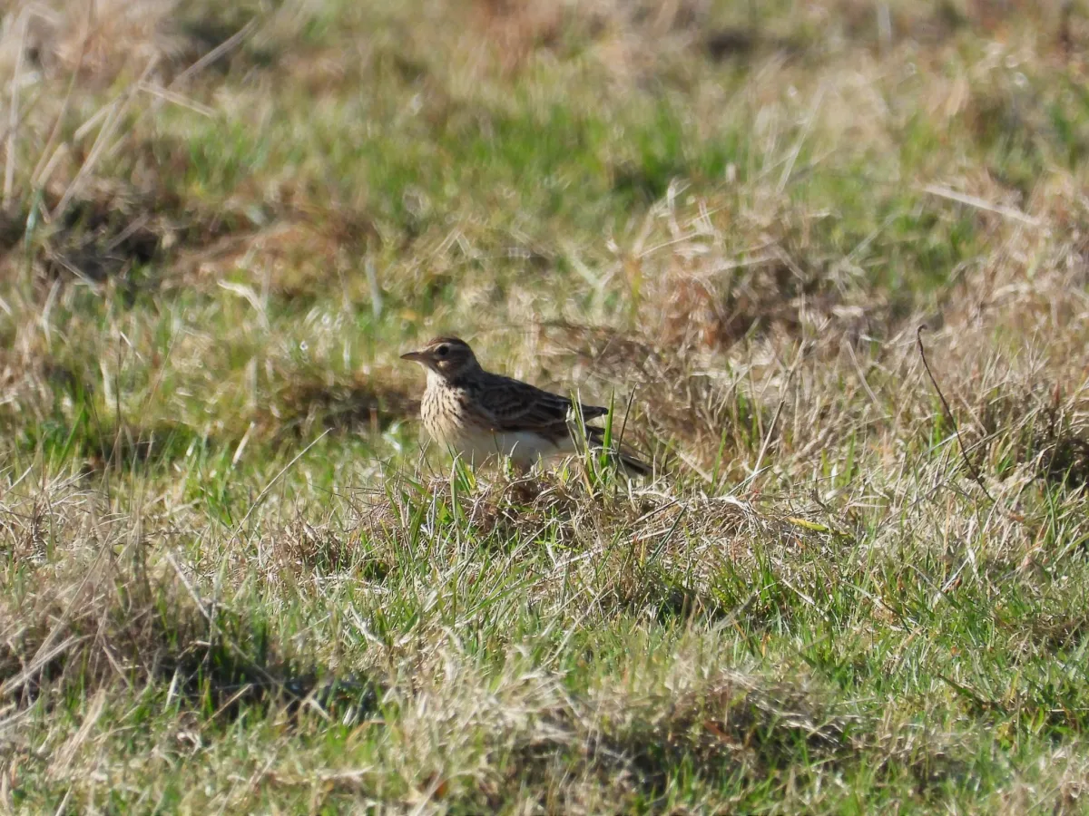 Gespotte Veldleeuwerik