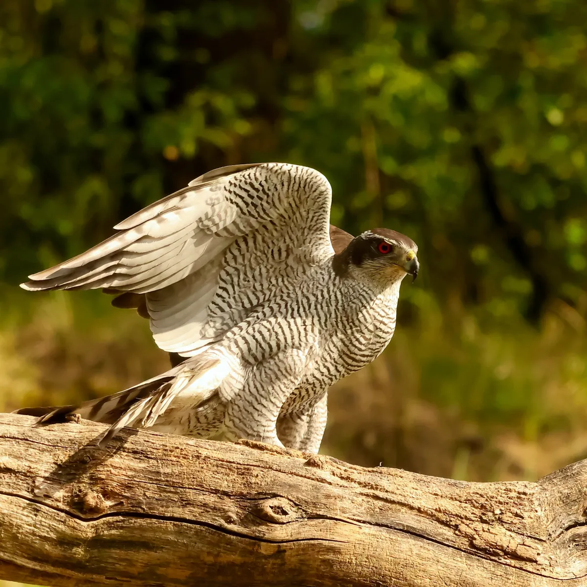 Spotted Eurasian Goshawk