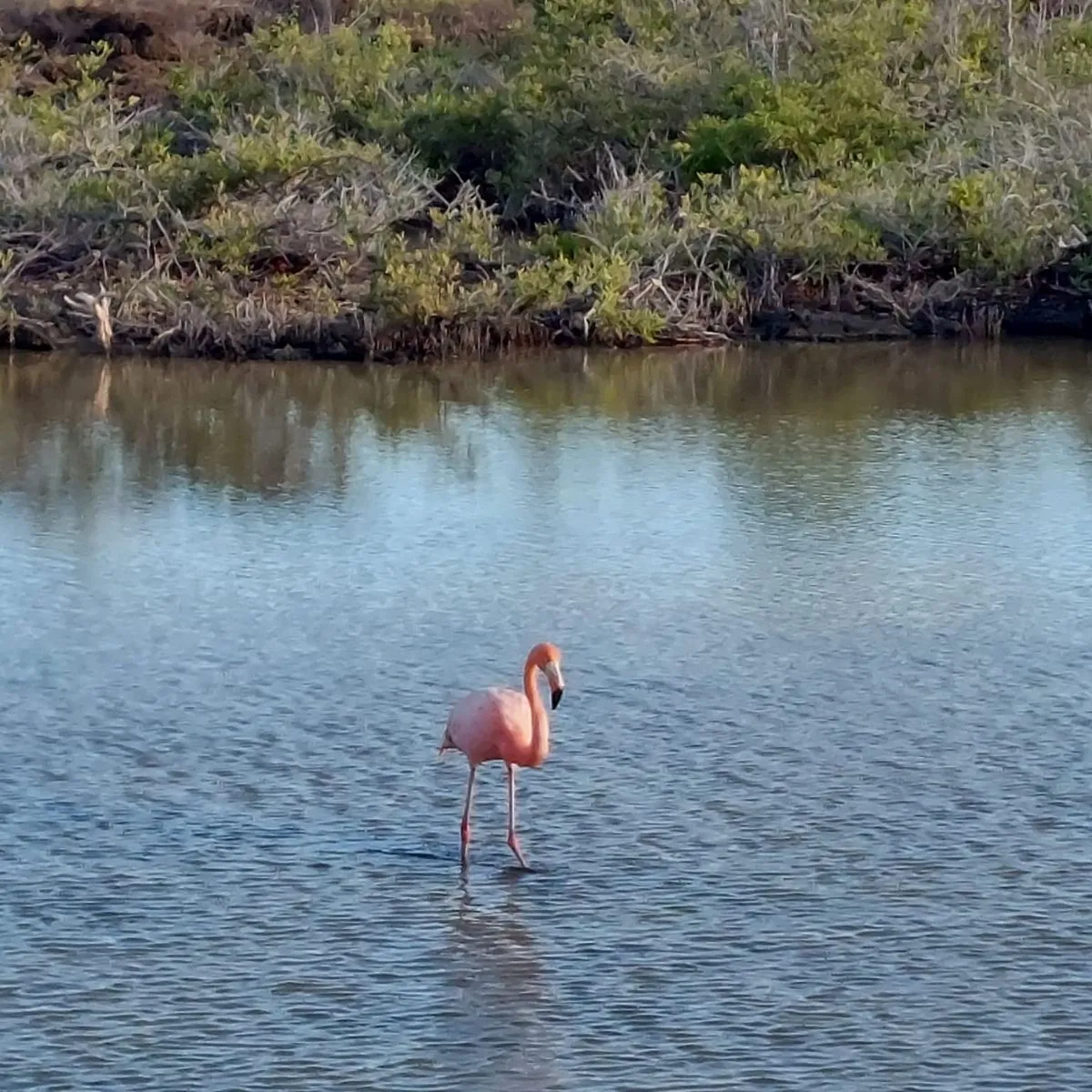 Spotted Chilean Flamingo