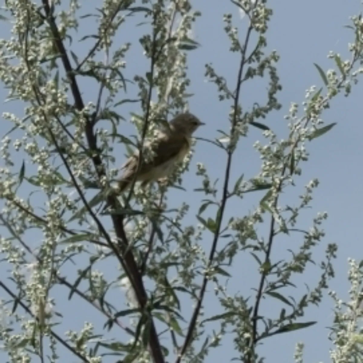 Spotted Marsh Warbler