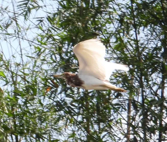 Gespotte Chinese ralreiger