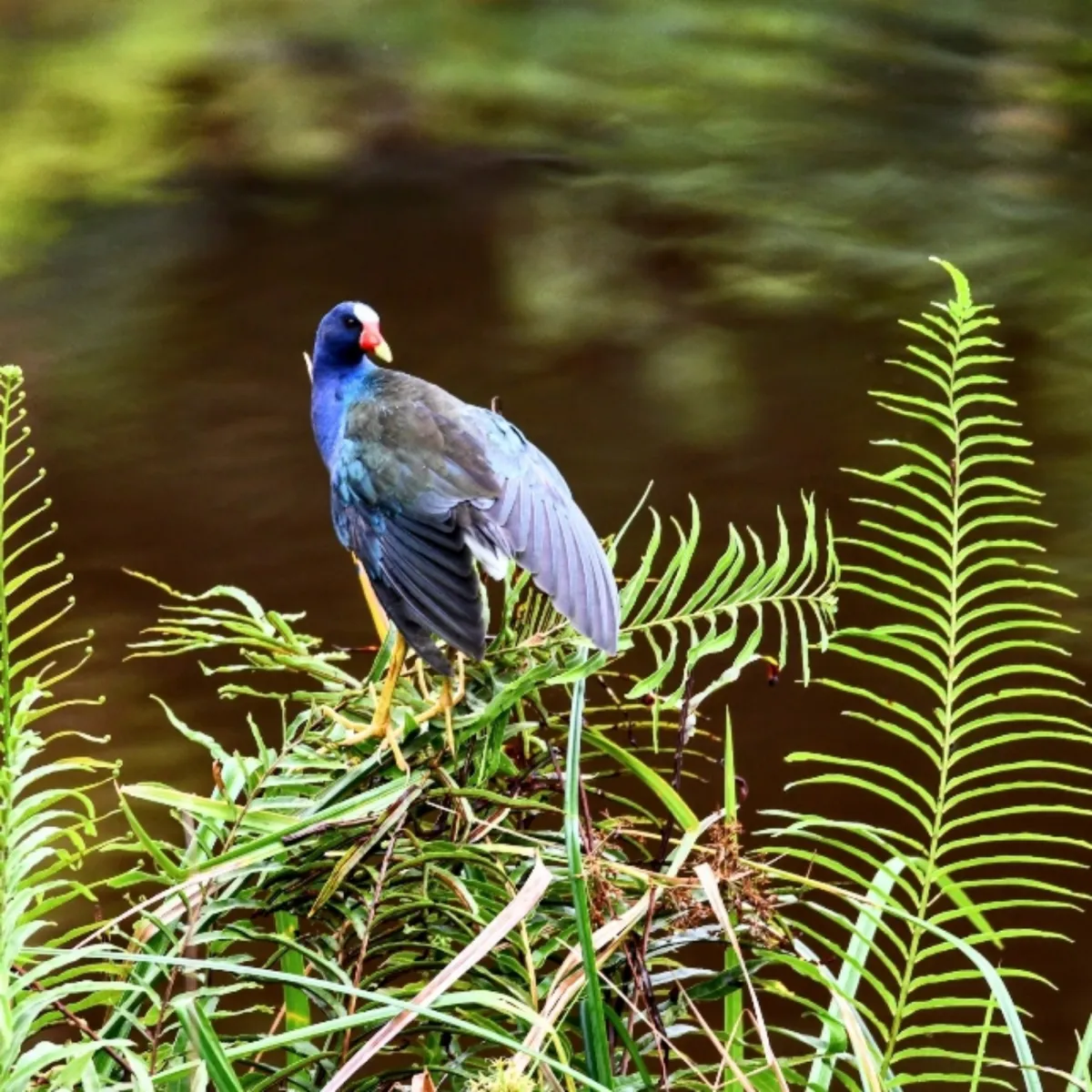 Gespotte Amerikaans purperhoen