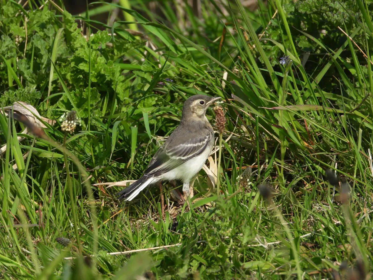Spotted White Wagtail