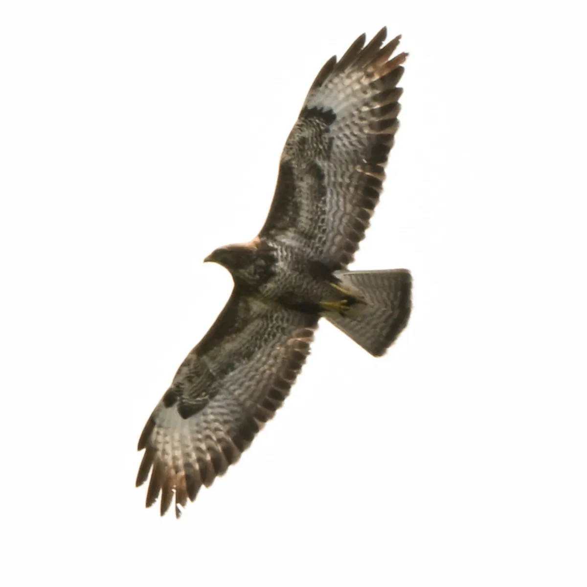 Waargenomen Buizerd