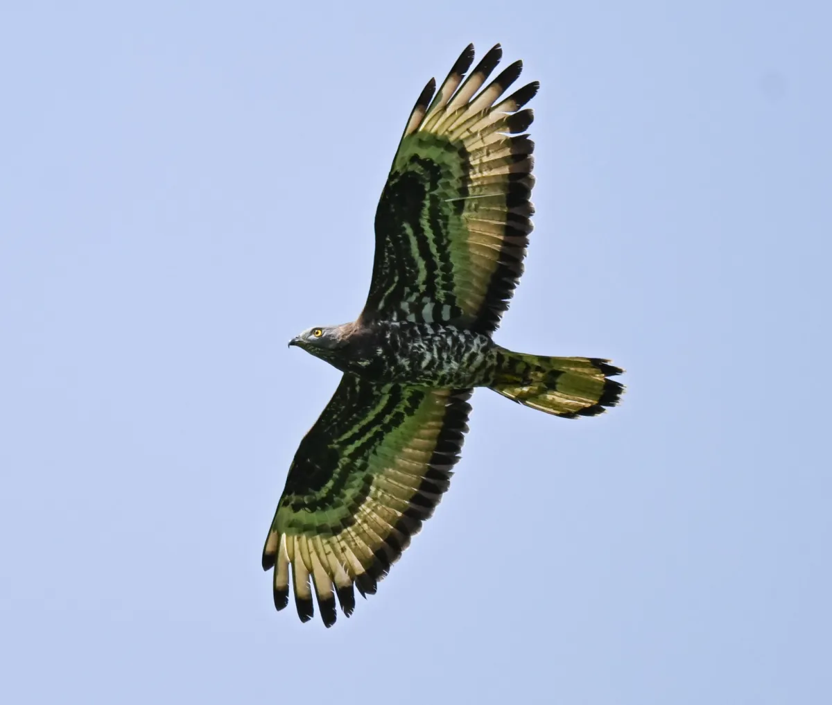 Spotted European Honey-buzzard