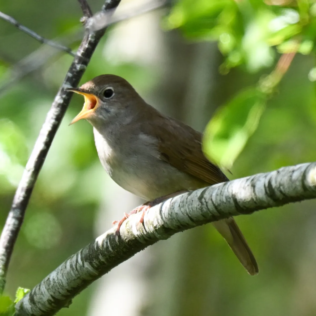 Spotted Common Nightingale