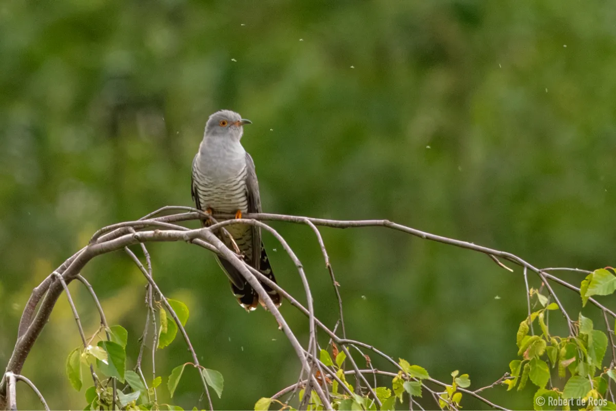 Spotted Common Cuckoo