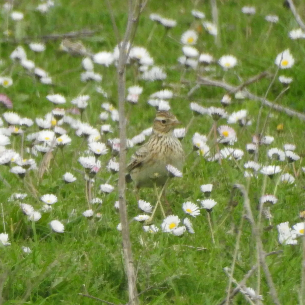 Gespotte Veldleeuwerik