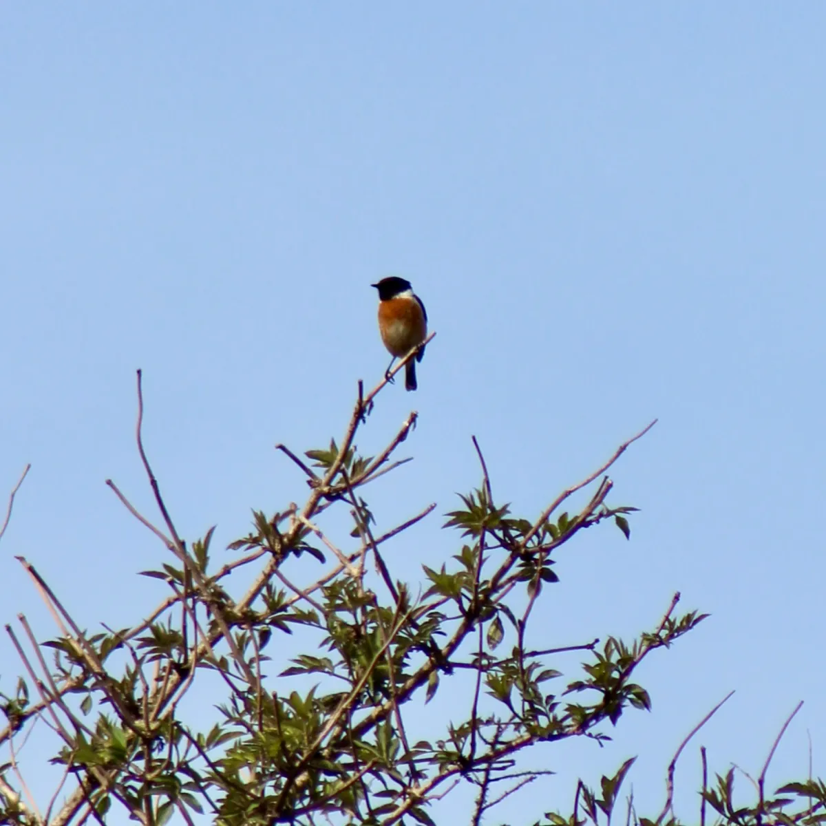 Spotted European Stonechat