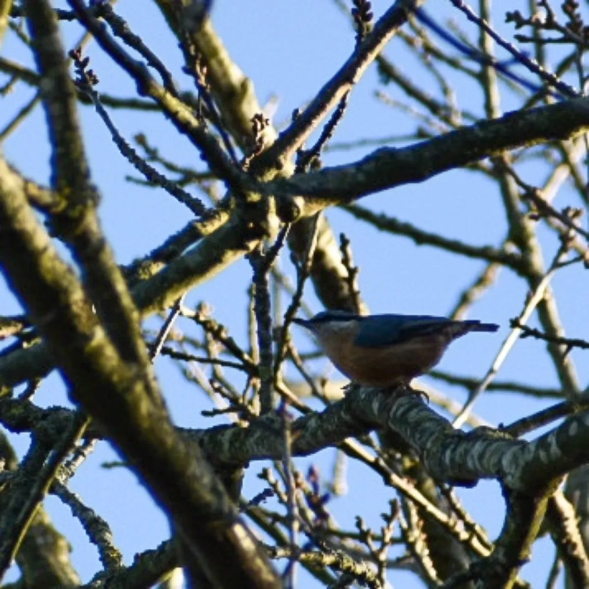 Spotted Eurasian Nuthatch