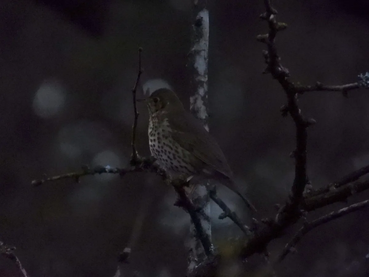 Gespotte Zanglijster