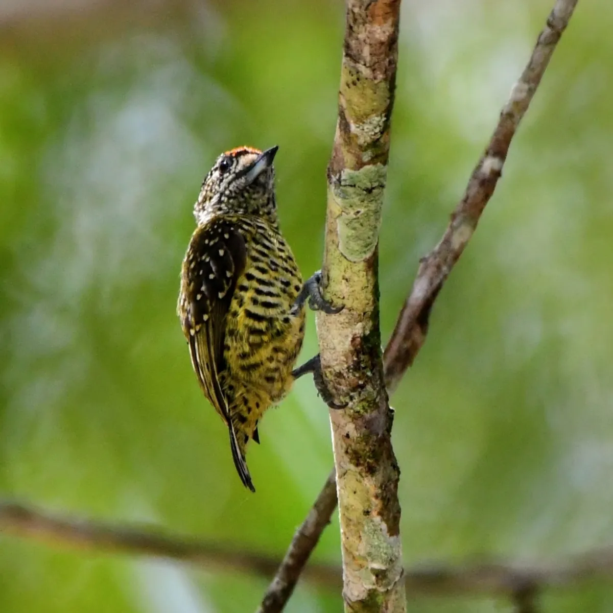 Spotted Golden-spangled Piculet