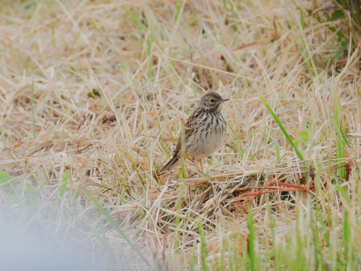 Spotted Meadow Pipit