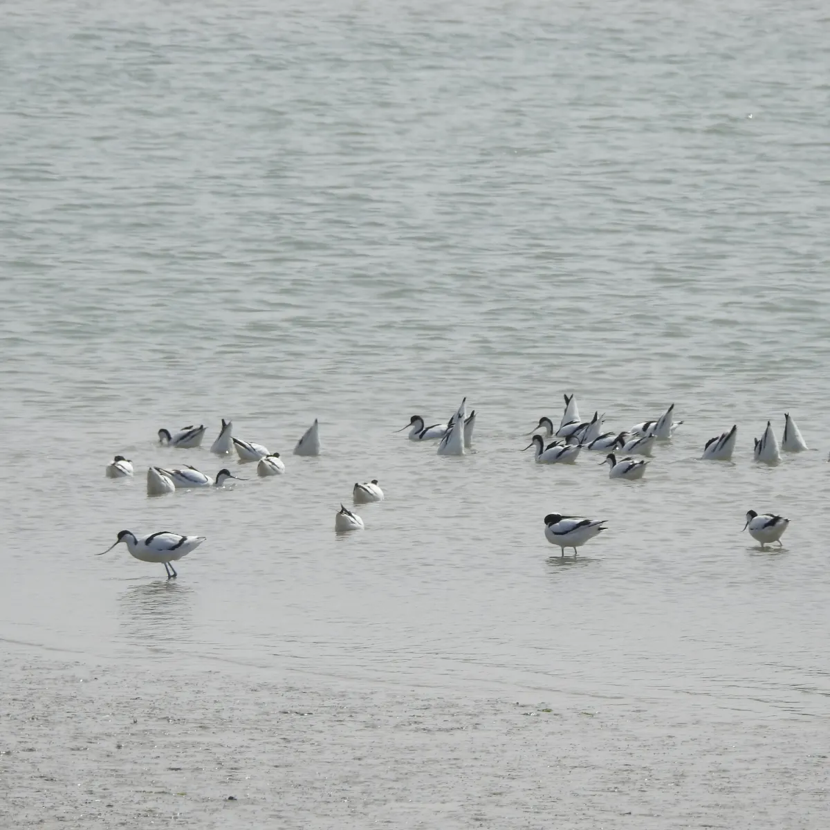 Spotted Pied Avocet