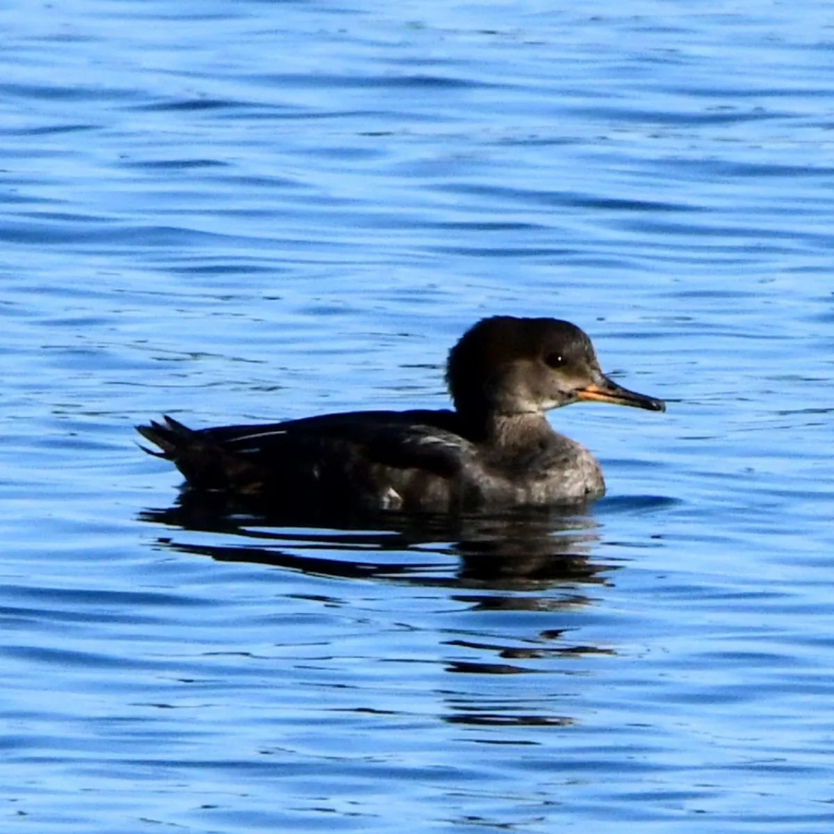 Gespotte Kokardezaagbek