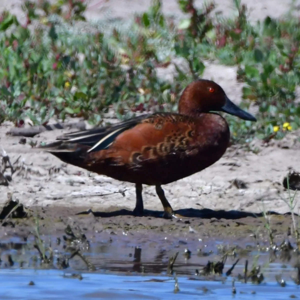 Spotted Cinnamon Teal