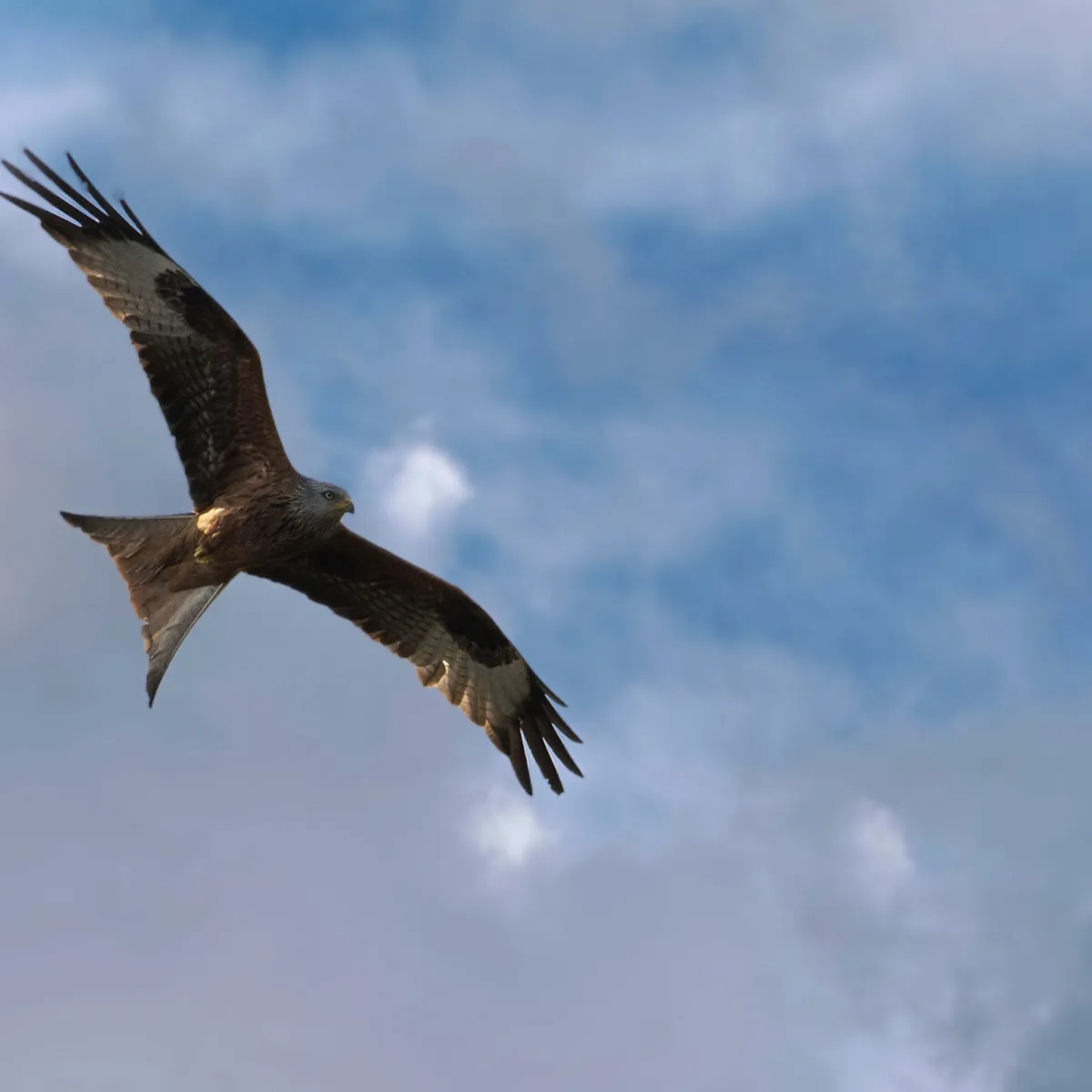 Spotted Red Kite