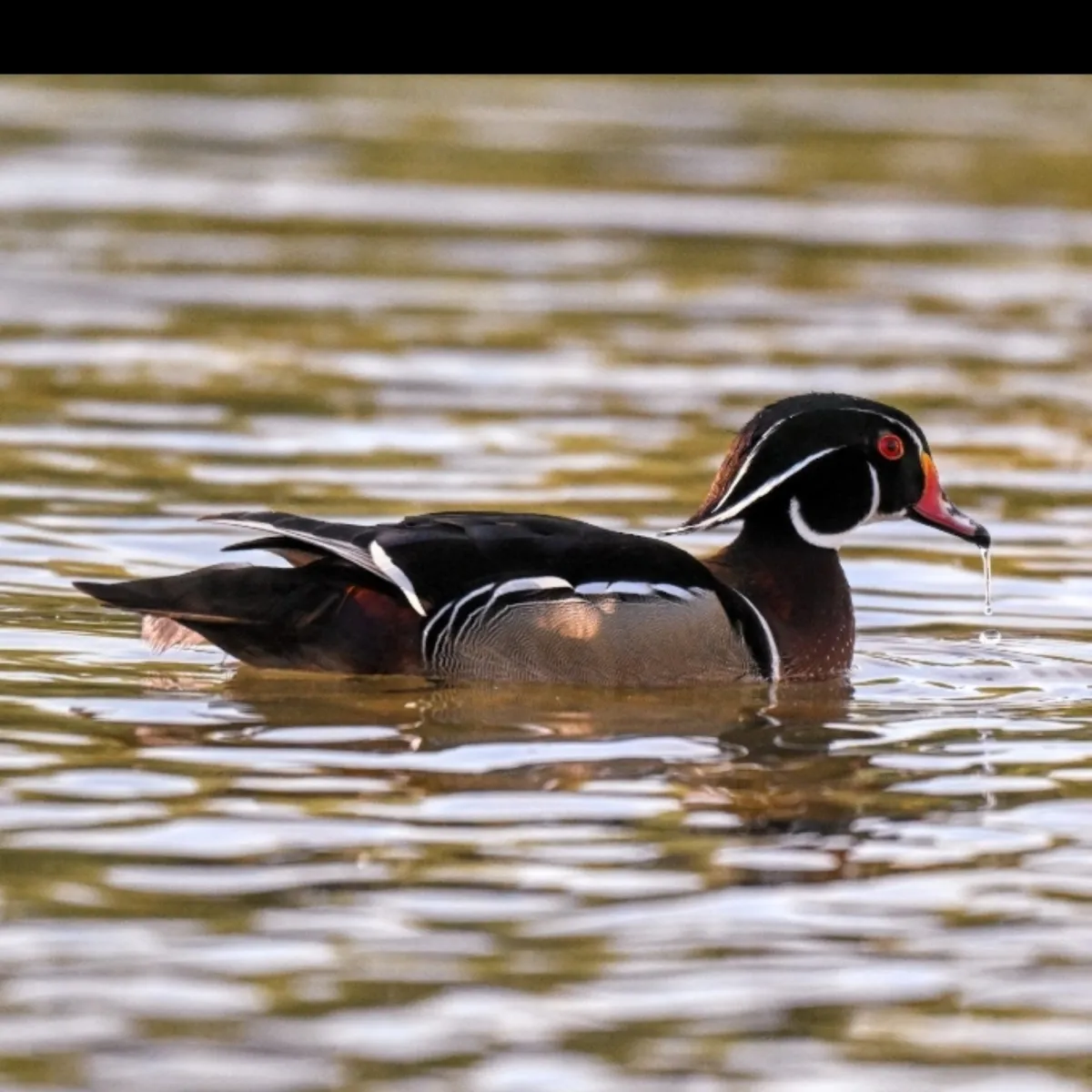 Spotted Wood Duck