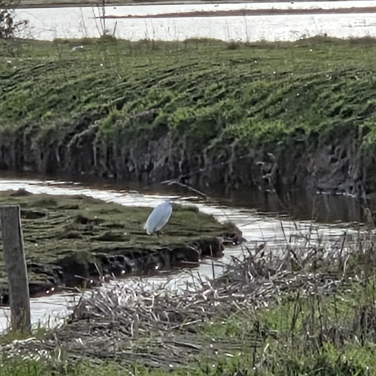 Gespotte Kleine zilverreiger