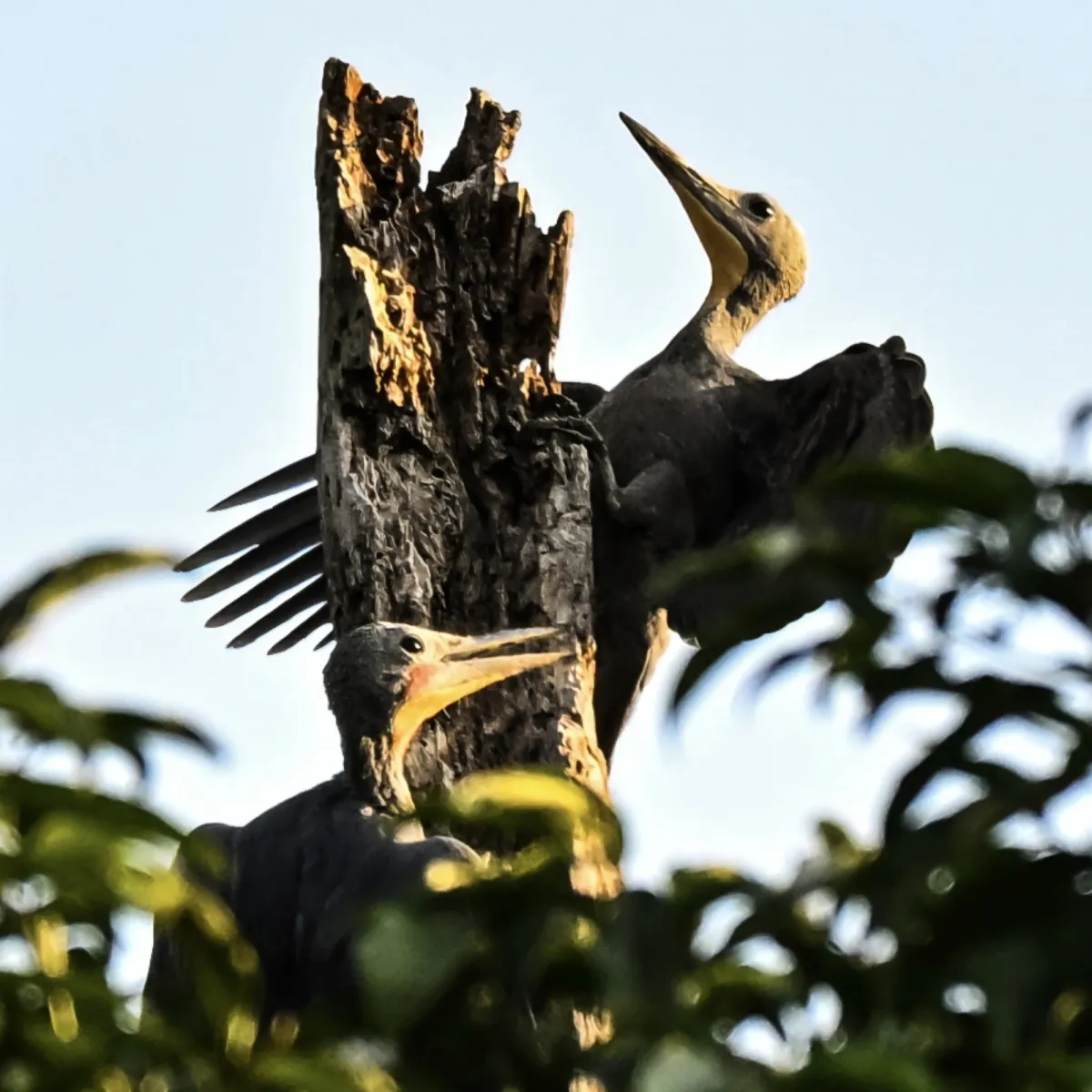 Gespotte Poederspecht