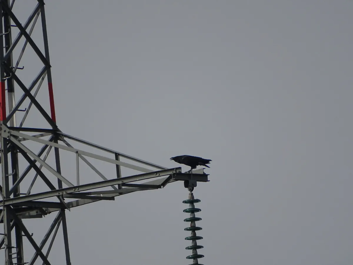 Spotted Common Raven