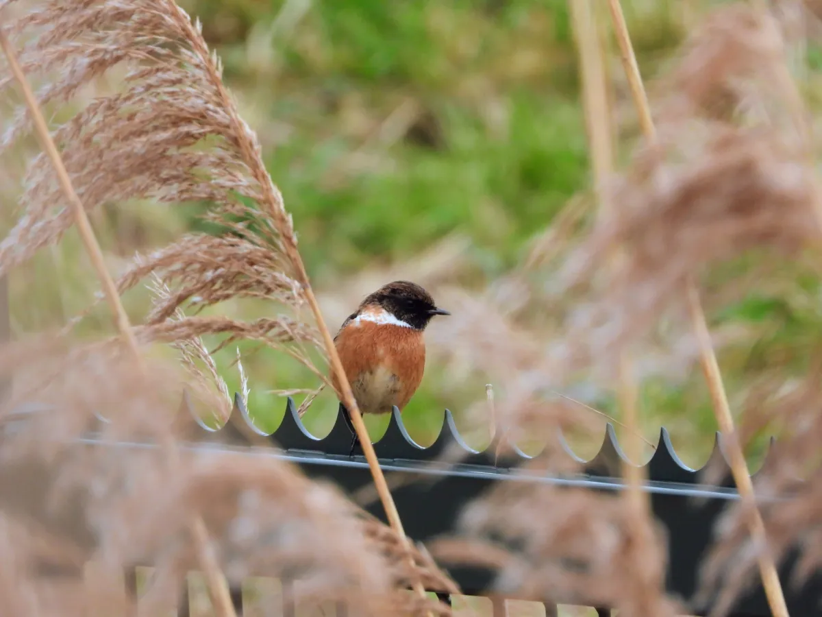 Spotted European Stonechat