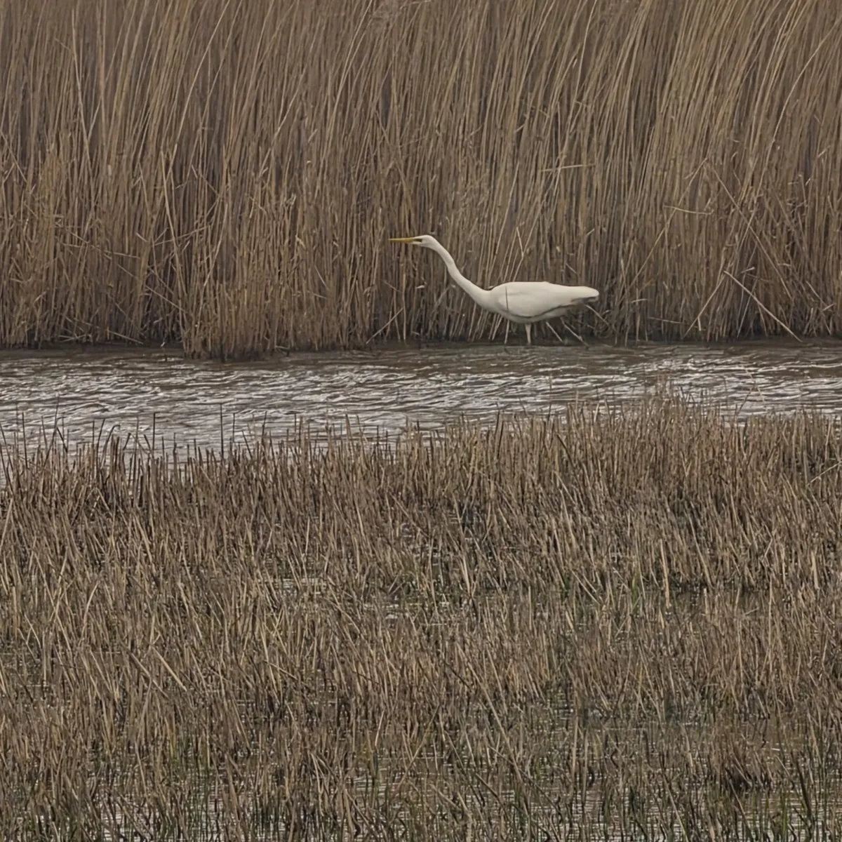 Gespotte Grote zilverreiger