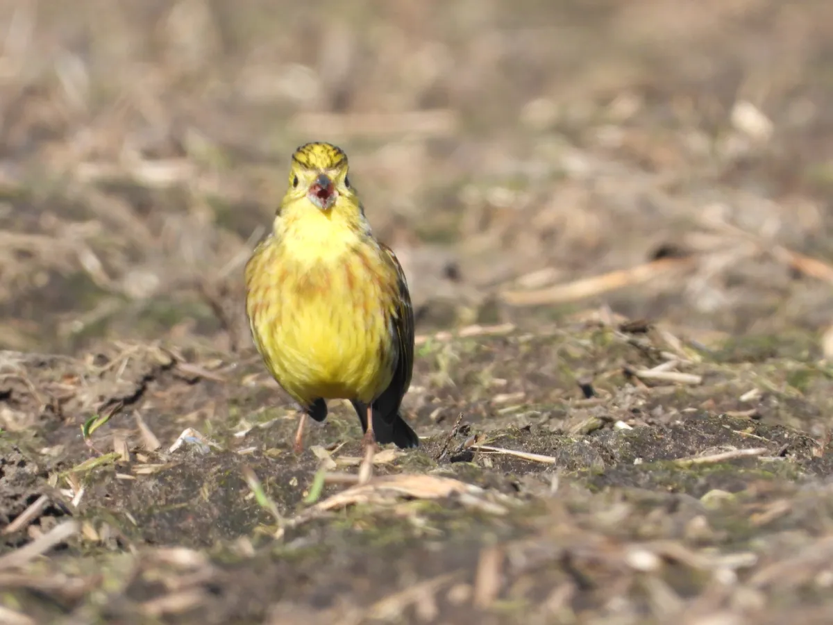 Spotted Yellowhammer