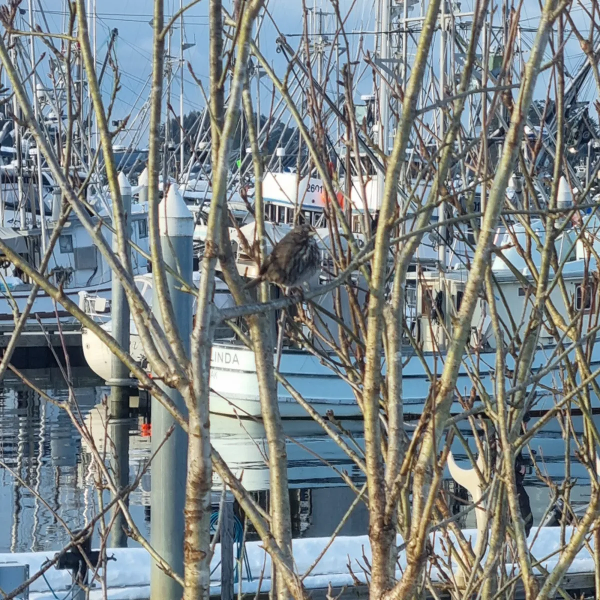 Spotted Song Sparrow