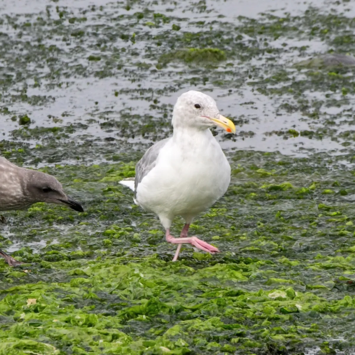 Gespotte Beringmeeuw